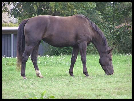 Anden særlig race Trojka (Himmelhest) - 2006 billede 12