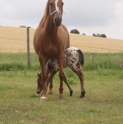 Knabstrupper Laramie (SOLGT) - i skal ikke komme efter mig for så gemmer jeg mig under mor.. (Her går hun under maven på Speedy) billede 8
