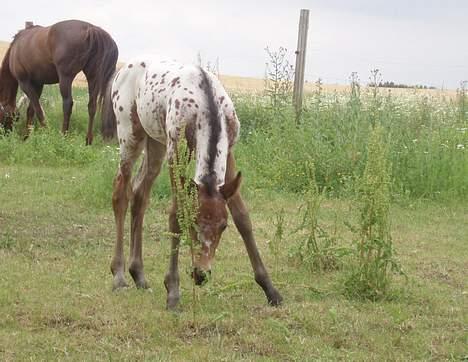 Knabstrupper Laramie (SOLGT) - Hva´ det for en, som stikker op der!?? billede 9
