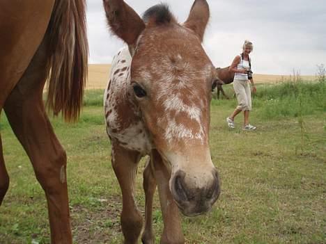 Knabstrupper Laramie (SOLGT) - (snus).. hva´ det..? billede 10