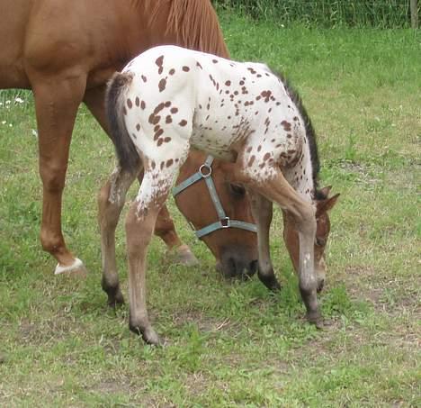 Knabstrupper Laramie (SOLGT) - uh.. der er langt ned til det gode græs.. billede 11