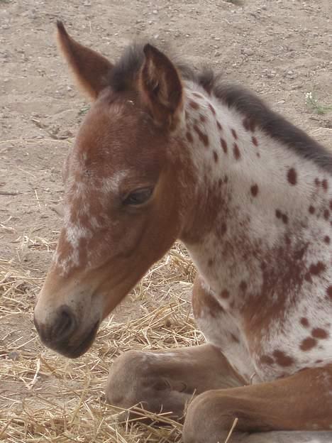 Knabstrupper Laramie (SOLGT) - Ligger lige og slapper lidt af... billede 12