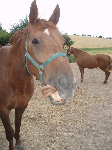 Dansk Varmblod Chassé Zai † - mmm..  billede 11