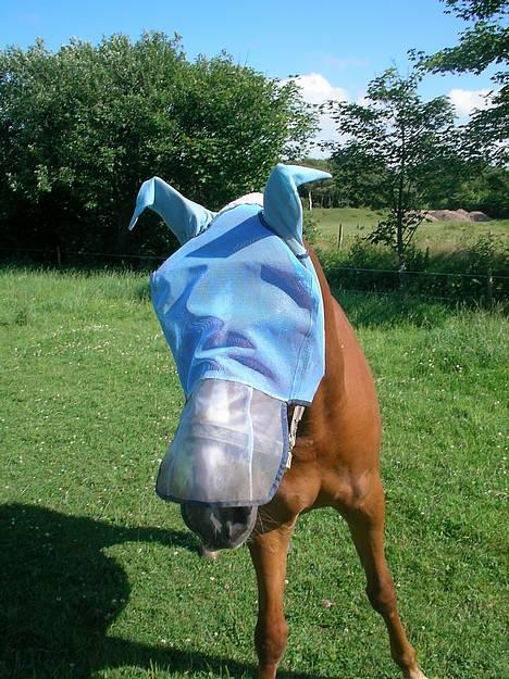 Tysk Sportspony Grand Prix 56  - sommer prix :] er han ikk kær ´? <33 + dejlig hehe billede 16