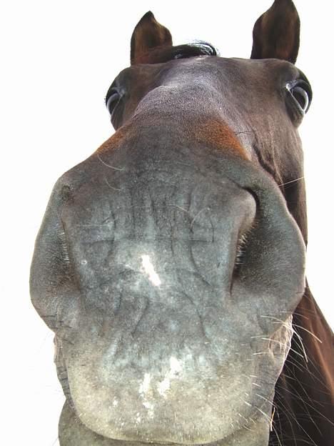 Dansk Varmblod Janni R.I.P. - min dejlige dejlige janni. vil altid elske hende billede 19