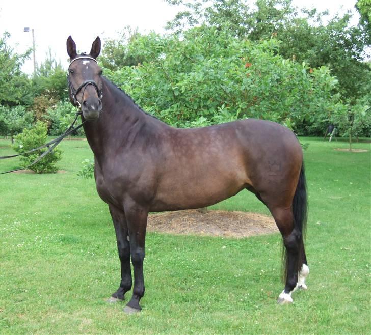 Dansk Varmblod Janni R.I.P. - dagen inden hun blev aflivet... elsker hende :´) billede 20