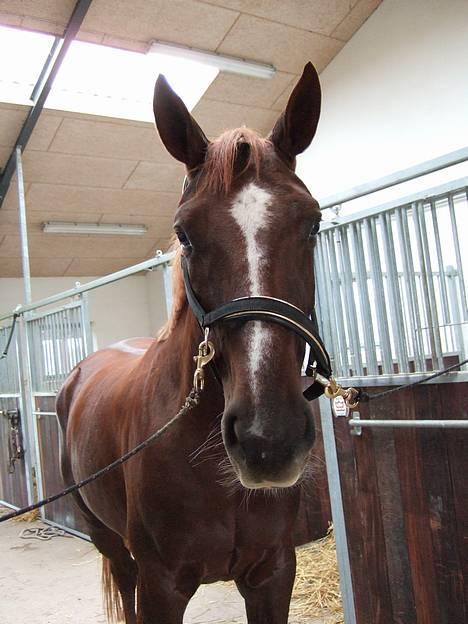 Hannoveraner Davina R.I.P <3 - Davina i hendes store hus. Hendes værelse er til højre for hende. :p billede 14
