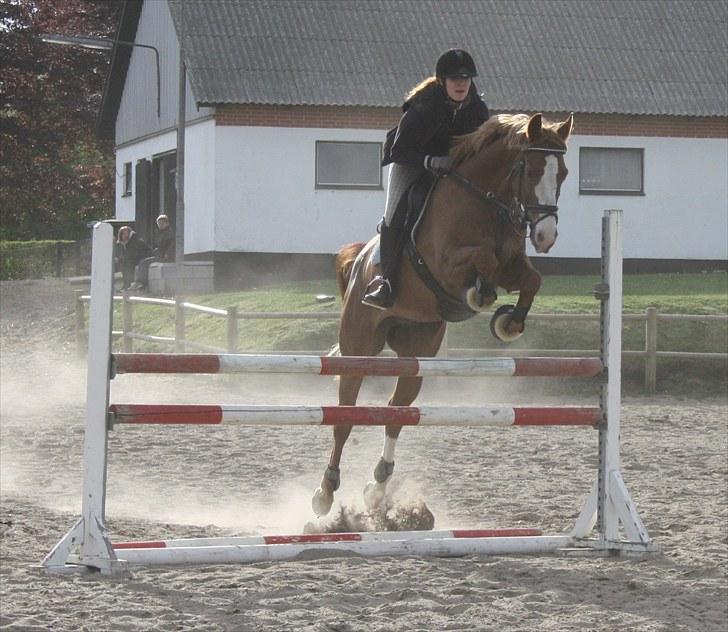 Dansk Varmblod Gaston Nørgaard - Foto: mor billede 5