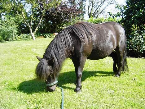 Shetlænder Isabella- Død  - juli 2006 billede 12