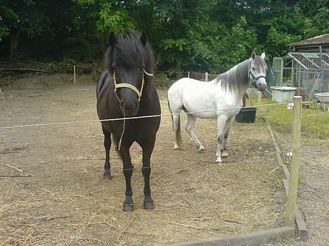 Welsh Pony (sec B) Korreborgs pedro SOLGT - Pedro og misla billede 6
