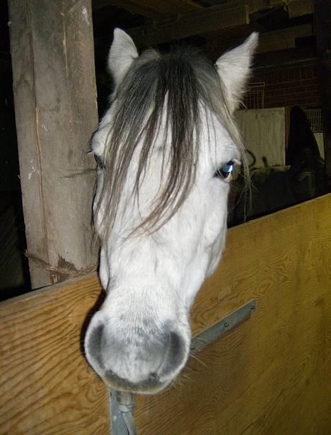Welsh Pony (sec B) Korreborgs pedro SOLGT - Pedro er træt billede 7
