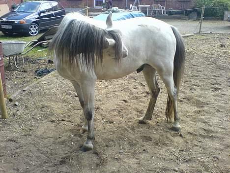 Welsh Pony (sec B) Korreborgs pedro SOLGT - Det kløer billede 8