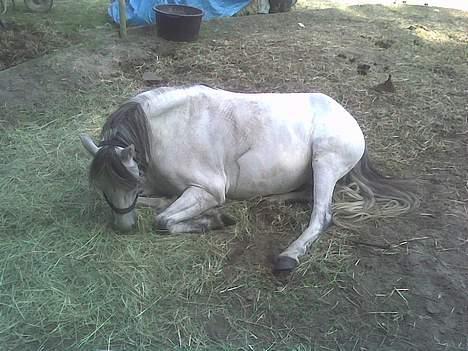 Welsh Pony (sec B) Korreborgs pedro SOLGT - Pedro sover billede 9