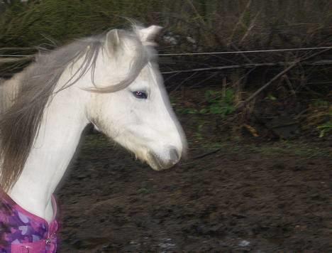 Welsh Pony (sec B) Korreborgs pedro SOLGT - Pedro min billede 12