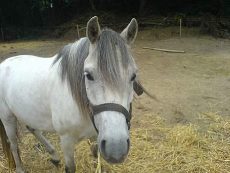 Welsh Pony (sec B) Korreborgs pedro SOLGT - PEdro muzh billede 13