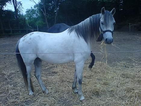 Welsh Pony (sec B) Korreborgs pedro SOLGT - Smukke <33 billede 15