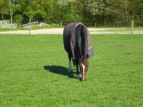 Oldenborg **Valerius** - min smukke hest billede 2