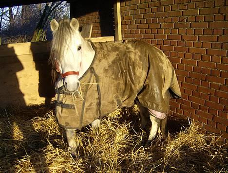 Welsh Pony (sec B) Korreborgs pedro SOLGT - Lækker!! billede 16