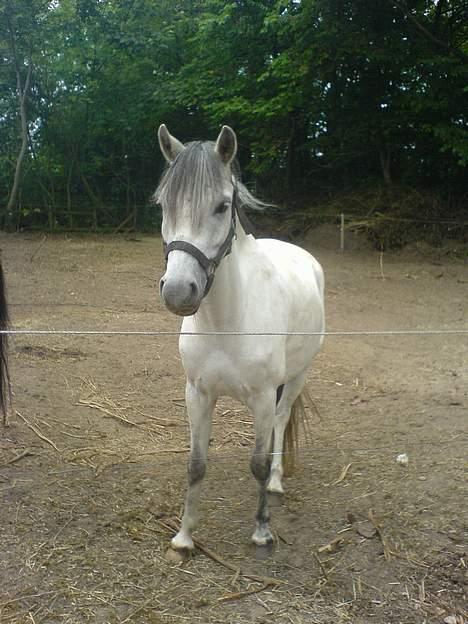 Welsh Pony (sec B) Korreborgs pedro SOLGT - Pedro billede 17