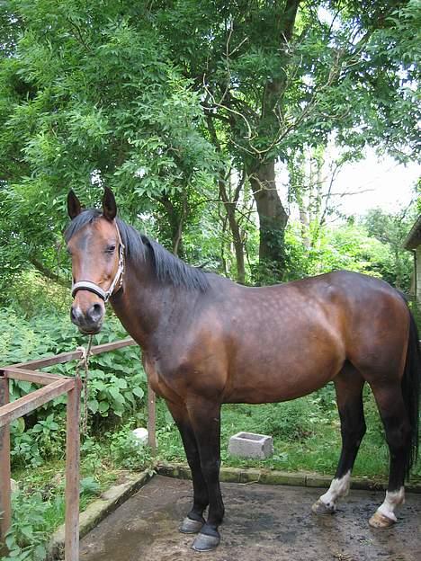 Anden særlig race Diva billede 5