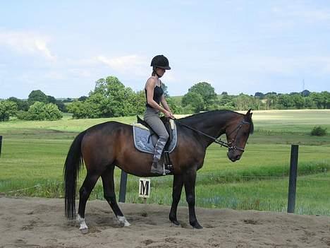 Anden særlig race Diva billede 7