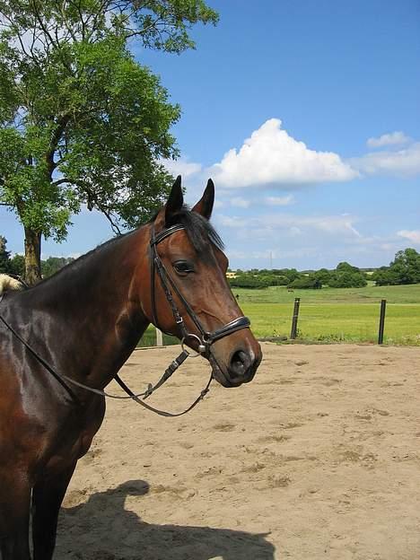 Anden særlig race Diva - Se mig..! billede 8