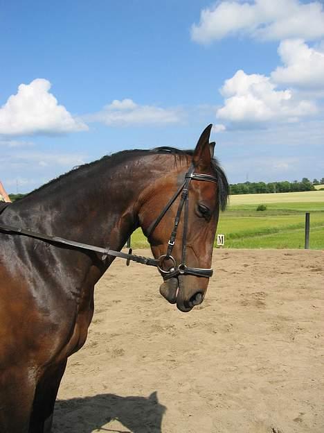 Anden særlig race Diva - Lidt kan hun da gå til biddet endnu..!  billede 9