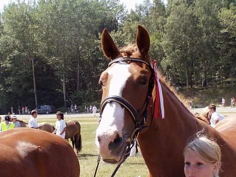 Frederiksborg Locky Classic *Solgt* - Min hest til dyrskue 9-7-2006 billede 18