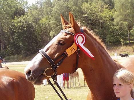 Frederiksborg Locky Classic *Solgt* - 9-7-2006.. min veninde var nødt til at tage hende pga. jeg havde smerter i ryggen.. billede 19