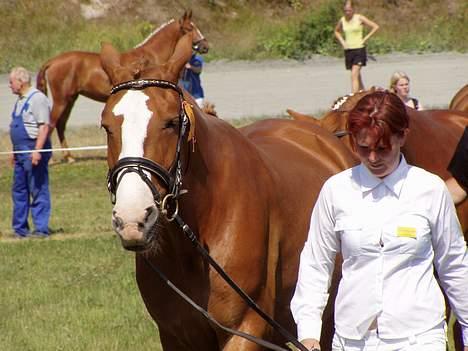 Frederiksborg Locky Classic *Solgt* - En meget træt hest og ejer i varmen.. billede 20