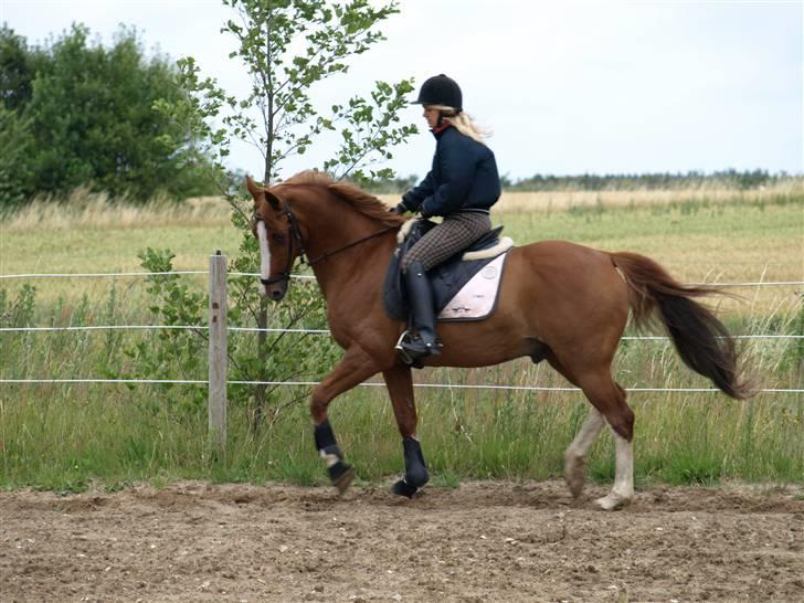 Anden særlig race Hedegaardens Balou *R.I.P.* - NYT! 14.07.08. - opvarmning. Billede taget af Annesofie Hovgaard Lomholt d; billede 5