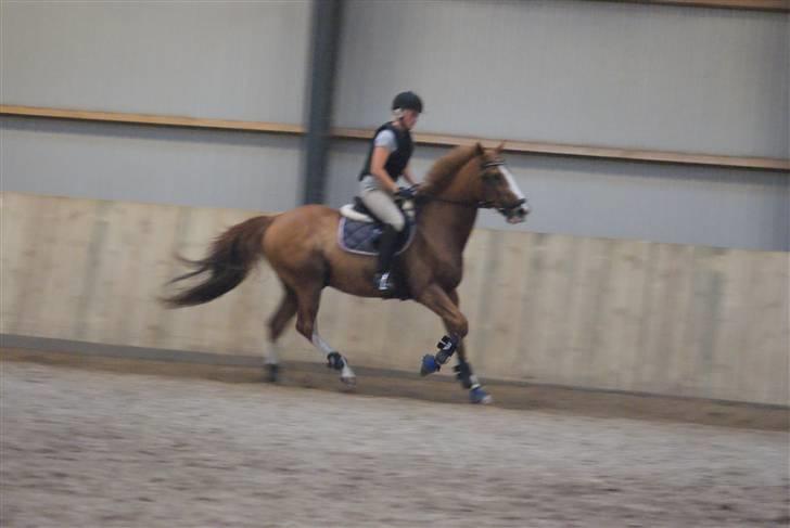 Anden særlig race Hedegaardens Balou *R.I.P.* - 25.august 2009, springtræning på ANE. billede 6