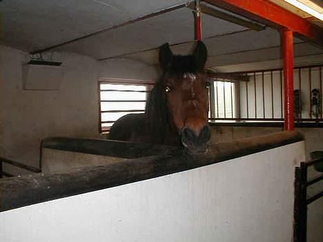 New Forest Starlight - Hov hov.. kom her hen istedet.. billede 2