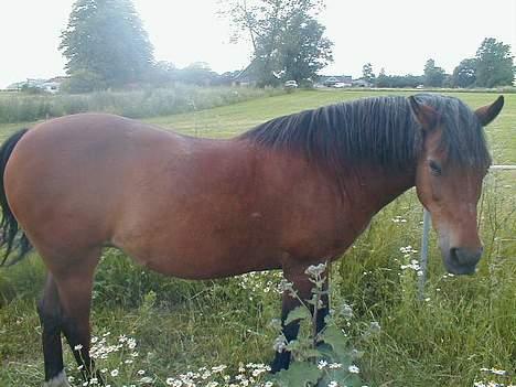 New Forest Starlight - Her er jeg.. billede 3