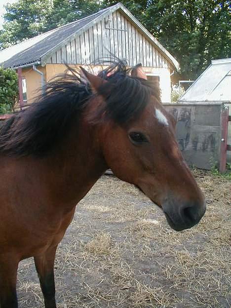 New Forest Starlight - Det blæser.. og et godt billede kom ud af det.. billede 4