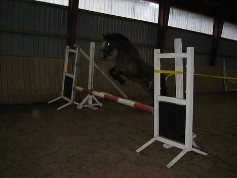 Anden særlig race Sunshine <3 Solgt :( - Sunshine løsspringer, se hvor gald hun er. hun elsker det. taget den 08.07.06 Bemærk, hun har hovedetøj på :p sys det er så flot Fotograf: Simone  billede 18