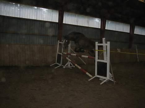 Anden særlig race Sunshine <3 Solgt :( - Sunshine springer 110 cm. første gang jeg løsspringer hende <3 Fotograf: Simone :D billede 20