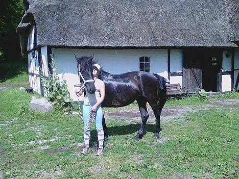 Oldenborg Lucinda -Solgt - lucinda fra den 10-7-06 billede 7