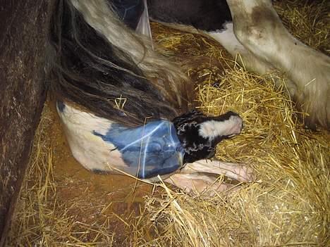 Irish Cob Axelved's Djuke  - På vej ud billede 2