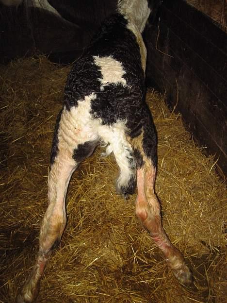 Irish Cob Axelved's Djuke  - Bagfra billede 4