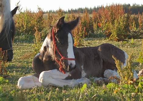 Irish Cob Axelved's Djuke  - Lidt træt billede 6