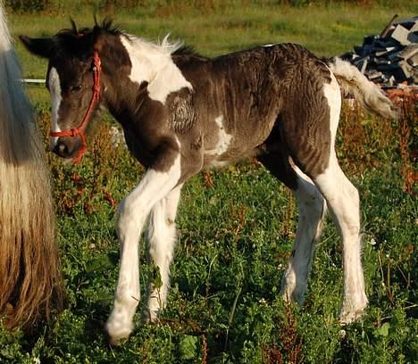 Irish Cob Axelved's Djuke  billede 7