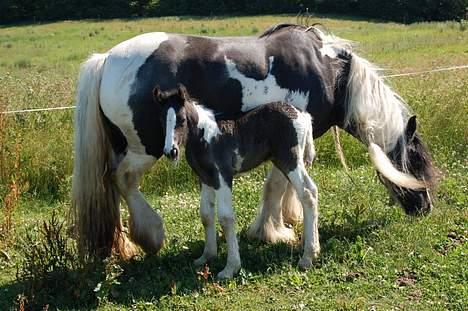 Irish Cob Axelved's Djuke  billede 8