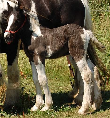 Irish Cob Axelved's Djuke  billede 10