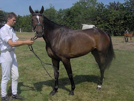 Dansk Varmblod  Bøgesprings Shakira billede 14