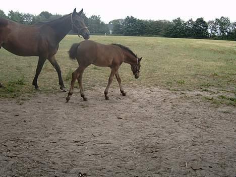 Holstener malik billede 3