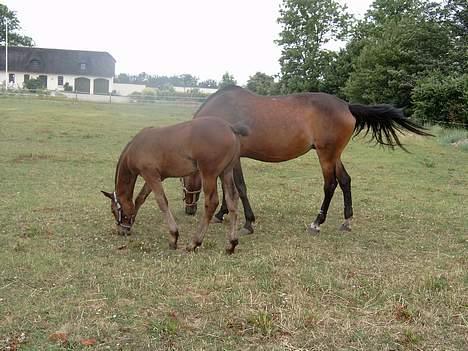 Holstener malik billede 7