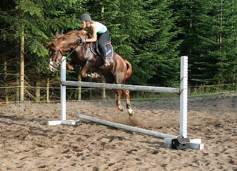 Welsh Pony (sec B) Avalon SOLGT - Jumping:D:D billede 16