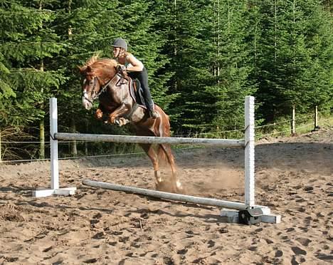 Welsh Pony (sec B) Avalon SOLGT - Avalon og jeg hjemme ved Mette<3 billede 18