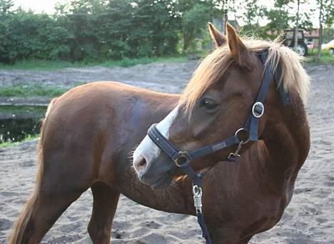 Welsh Pony (sec B) Avalon SOLGT - Stå billede af Avalon<33 billede 20